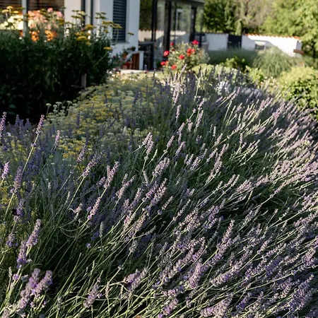 Sunny Hill 아파트 Vremski Britof