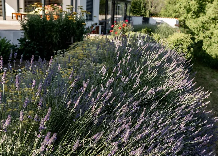 Sunny Hill Апартаменты Vremski Britof